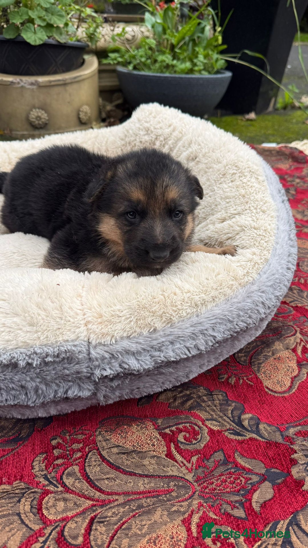 German Shepherd dogs for sale: German Shepherd puppy for sale - Image 21