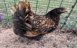 Chickens poultry for sale: 🐣 Beautiful Orpington Chicks & Cockerels for Sale - Image 22