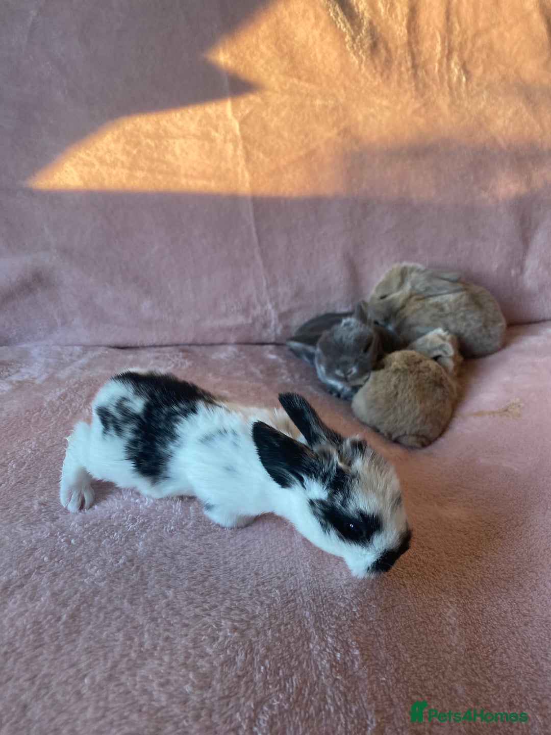 Mini Lop rabbits for sale: Welcome to my little family of  Mimi lops . - Advert 6