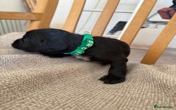 Cocker Spaniel dogs for sale: Working Cocker Spaniel Puppies  - Image 12