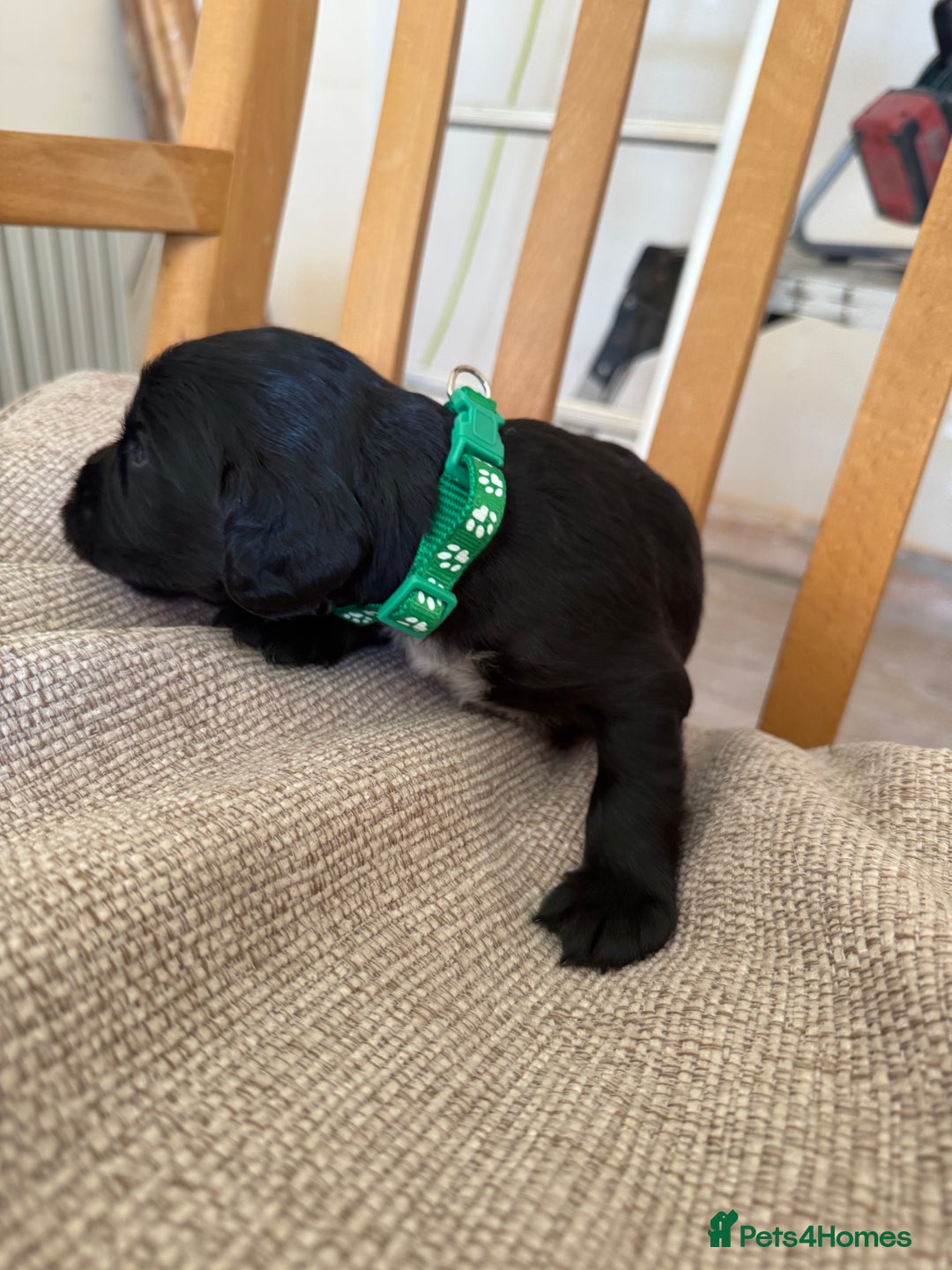Cocker Spaniel dogs for sale: Working Cocker Spaniel Puppies  - Image 12