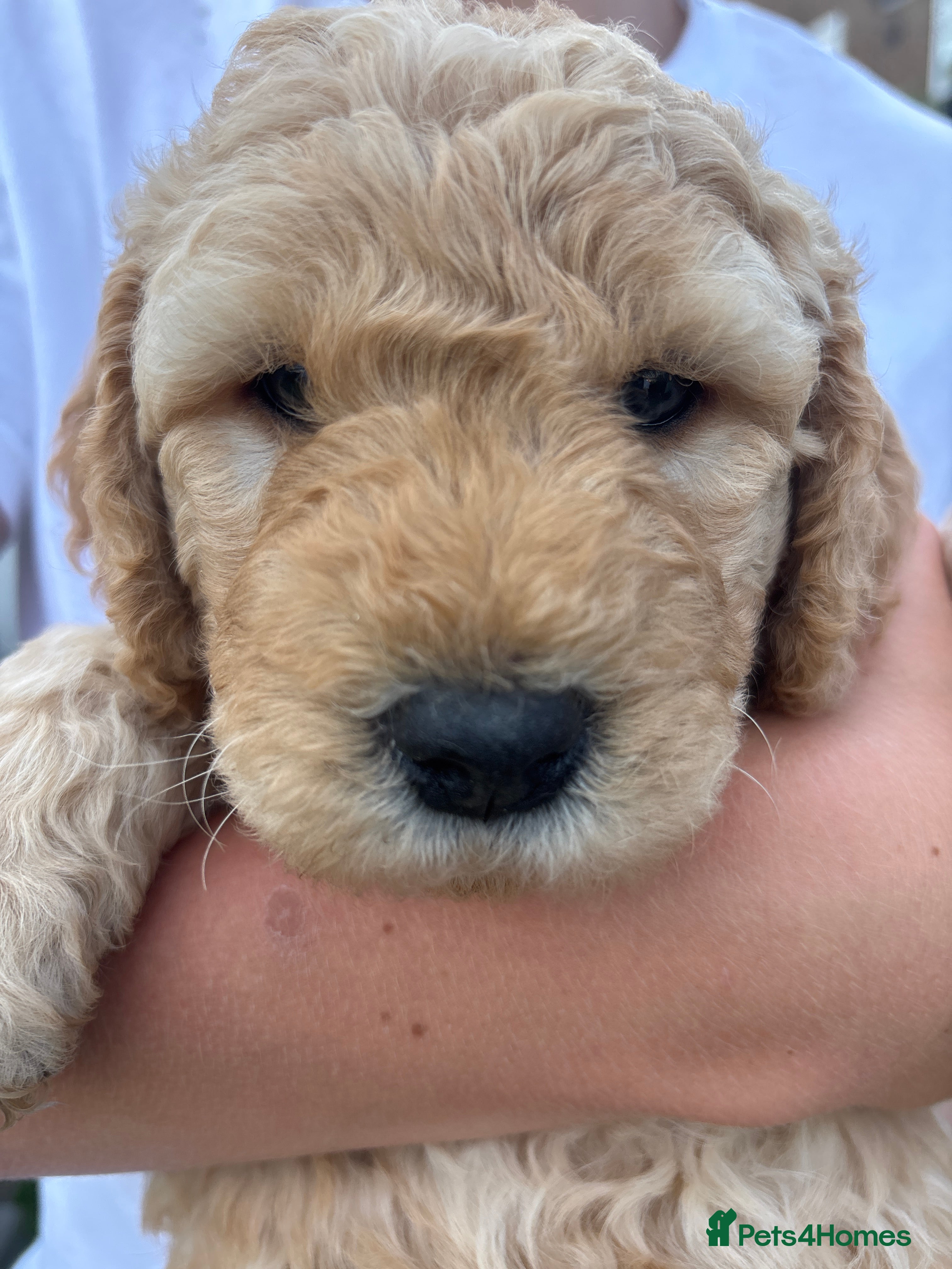 Double Doodle dogs for sale: Beautiful double/golden doodles from family pet - Advert 22