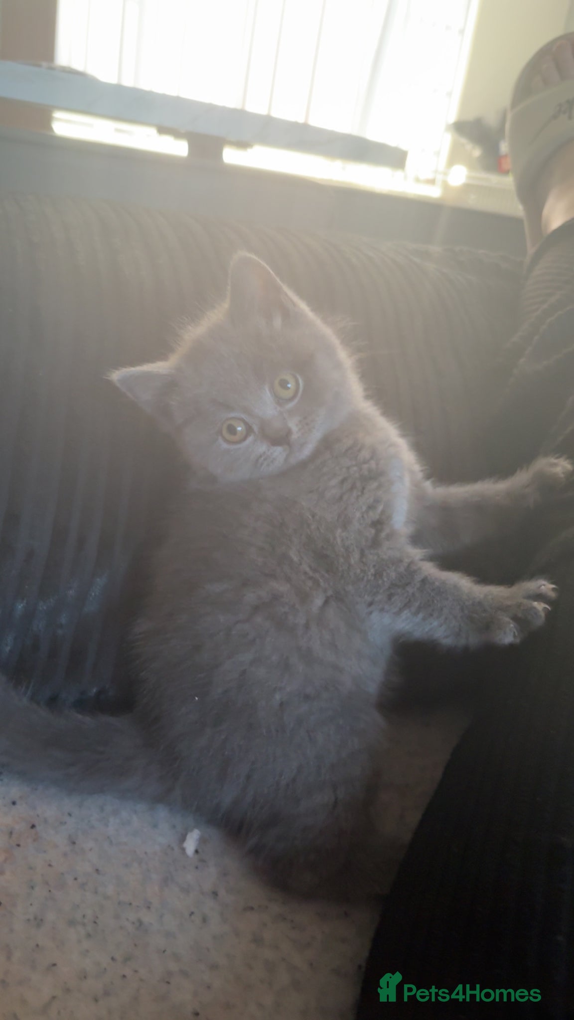 British Shorthair cats British shorthair/longhair - Advert 15