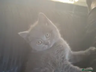 British Shorthair cats British shorthair/longhair - Advert 15