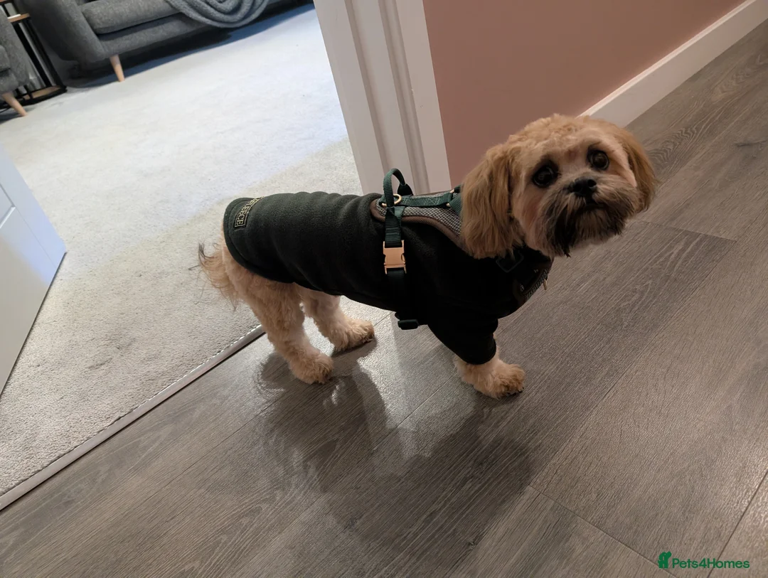 Zuchon dogs for sale: Diego - Advert 3