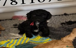 Cavapoo dogs for sale: Cavapoo FB1 puppies  - Image 4