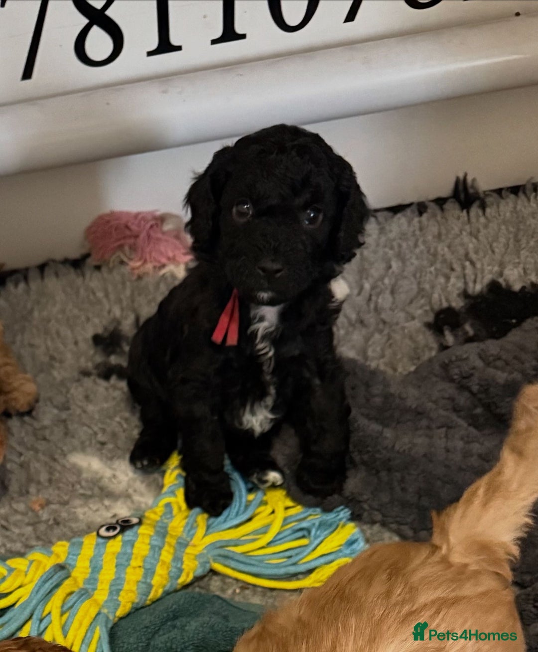 Cavapoo dogs for sale: Cavapoo FB1 puppies  - Image 4