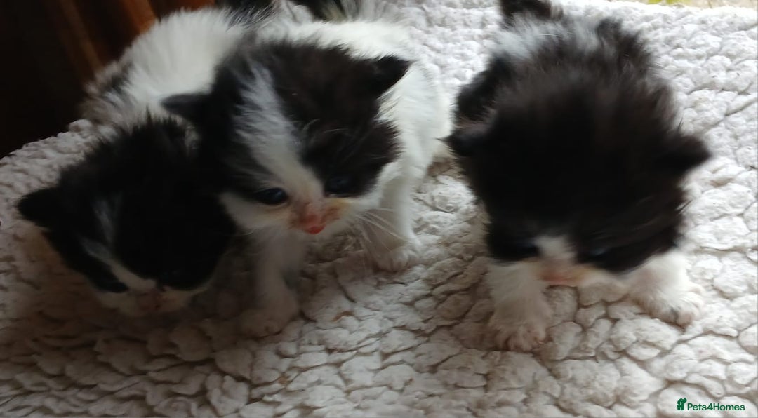 Mixed Breed cats for sale: Persian cross - Advert 4