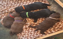 Labrador Retriever dogs for sale: beautyfull pedigree labrador - Image 12