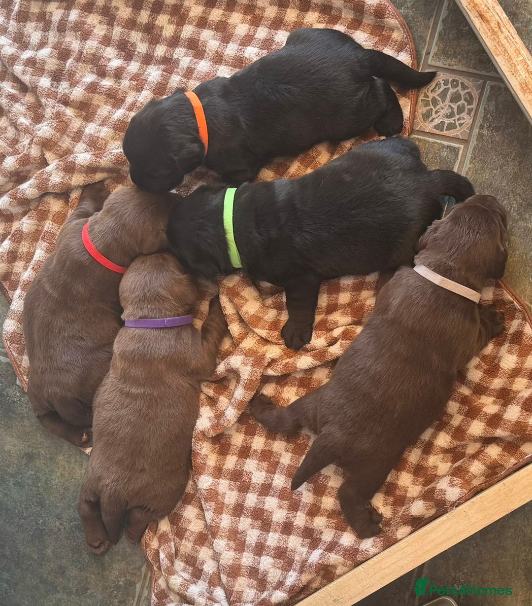 Labrador Retriever dogs for sale: beautyfull pedigree labrador - Image 12