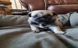Pug dogs for sale: 3 beautiful girls - Image 2