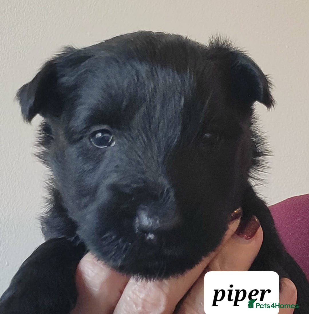 Scottish Terrier dogs for sale: KC Scottish terrier puppies  - Advert 6