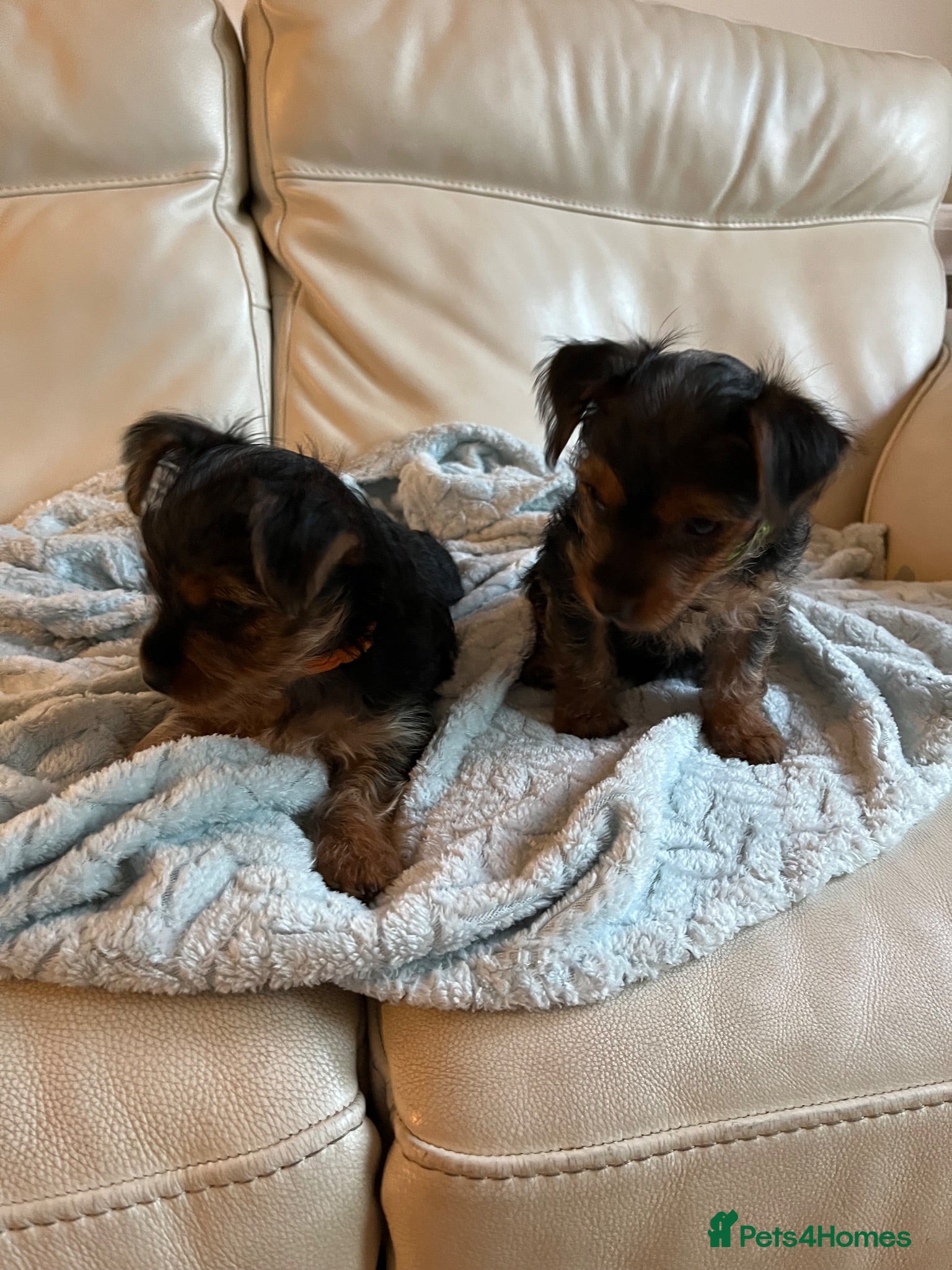 Yorkshire Terrier dogs READY NOW !! 2 MINI YORKSHIRE TERRIERS - Advert 5