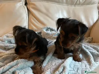Yorkshire Terrier dogs READY NOW !! 2 MINI YORKSHIRE TERRIERS - Advert 5