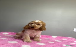 Cocker Spaniel dogs for sale: Lemon roan cocker spaniel boy  - Advert 3