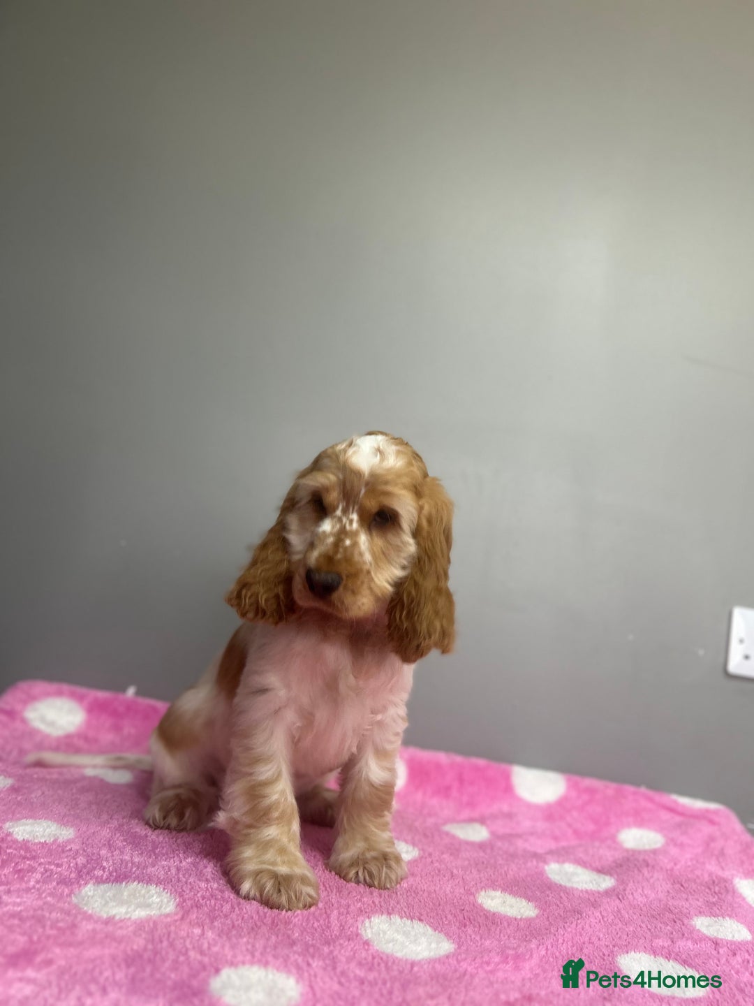 Cocker Spaniel dogs for sale: Lemon roan cocker spaniel boy  - Advert 3