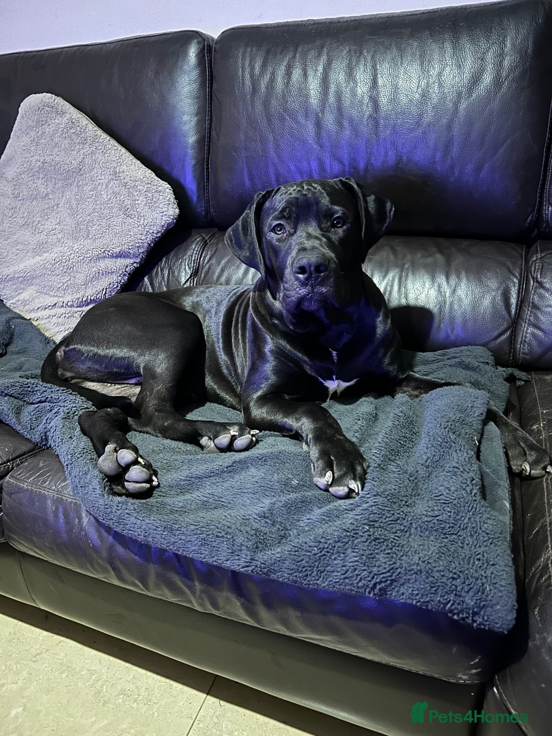 Mixed Breed dogs for sale: 4 month old cane corso puppy called Nala 🐾 - Image 4