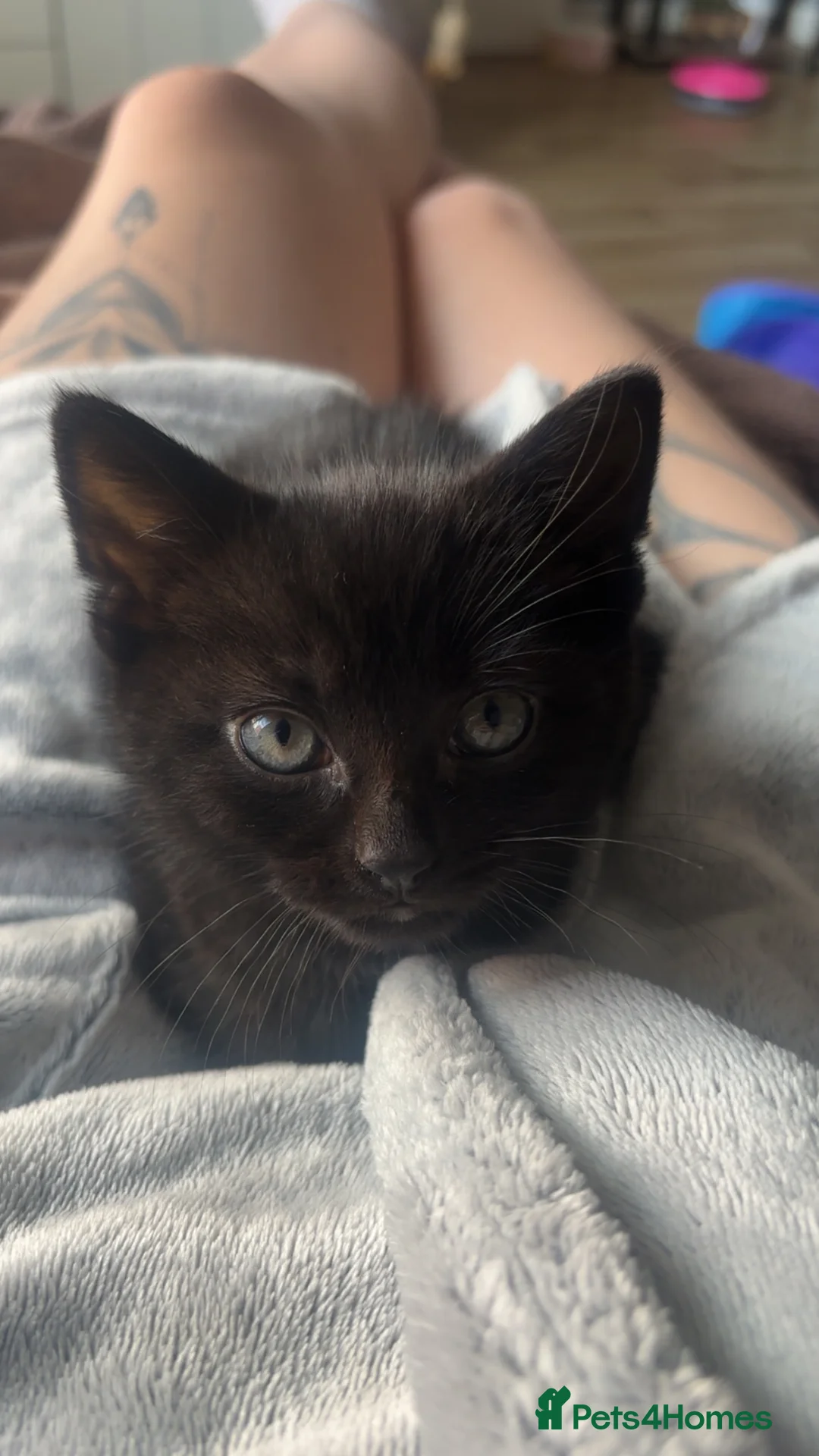 Mixed Breed cats for sale: Kittens  in Herne Bay - Advert 2