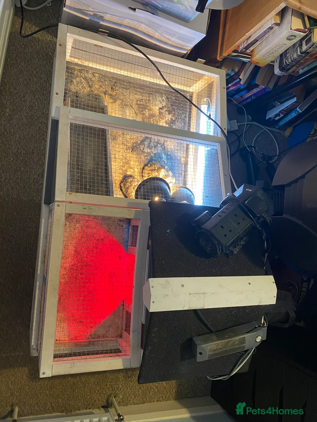 Tortoise reptiles for sale: Indian star back tortoise breeding pair - Advert 2