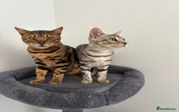 Bengal cats for sale: Stunning TICA registered bengal kittens  in Huntly - Image 16