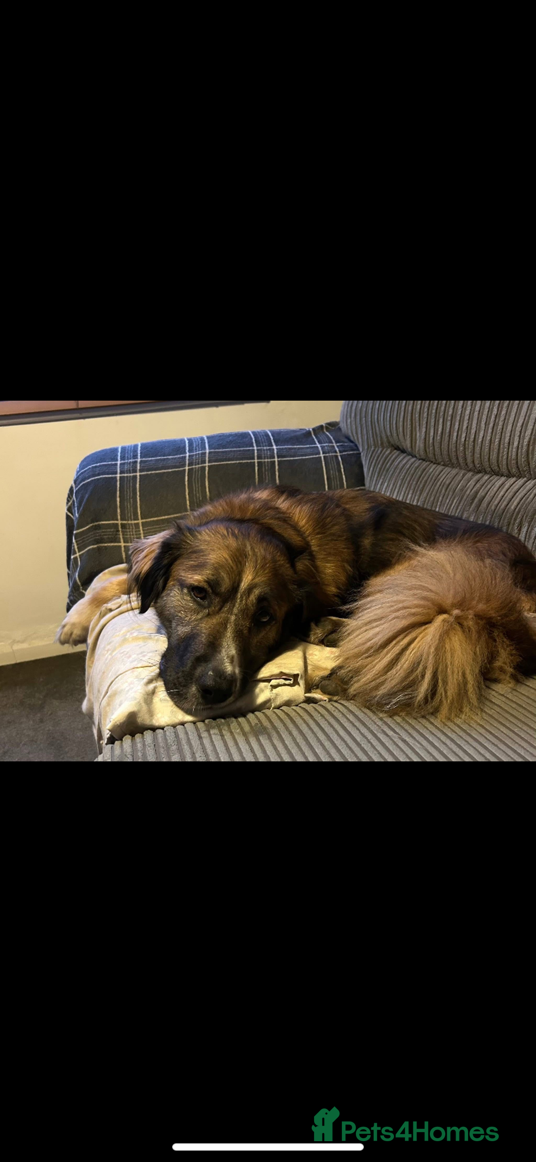 Mixed Breed dogs for adoption: Bell 5 year old Large Female - Image 2