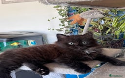 Mixed Breed cats for sale: Ragdoll and Maine Coon crossed  - Image 21