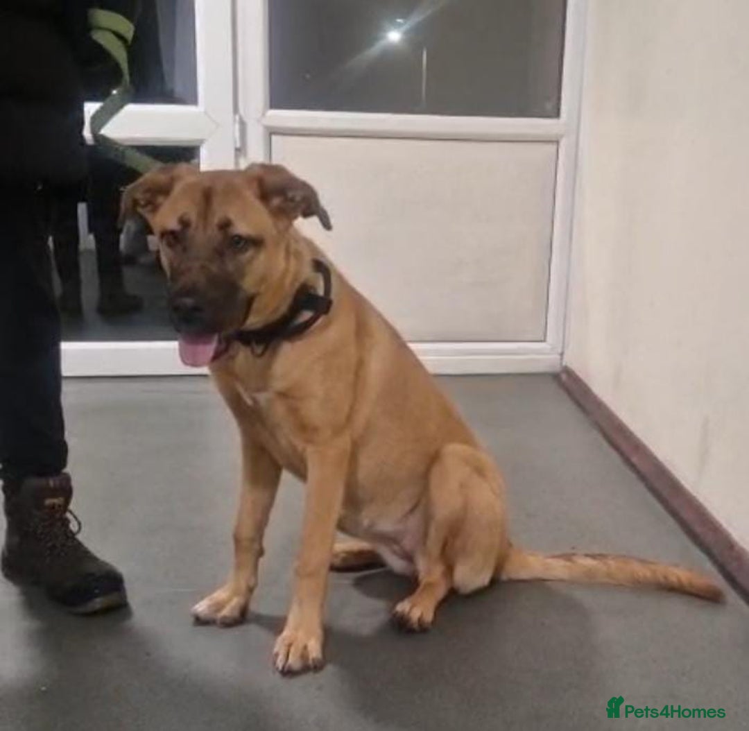 Mixed Breed dogs for sale: 7 month german shepherd X dogue de bordeaux  - Advert 1