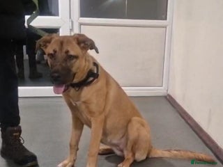 Mixed Breed dogs 7 month german shepherd X dogue de bordeaux - Advert 1