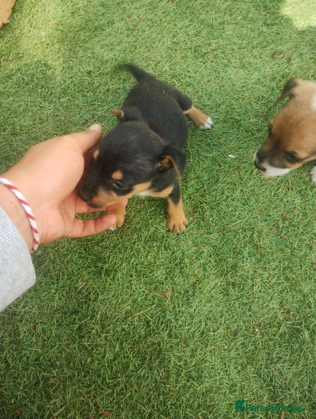 Jack Russell dogs for sale: Tradisional Jack russles  - Image 2