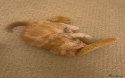 Mixed Breed cats for sale: Looking for forever home - Image 21