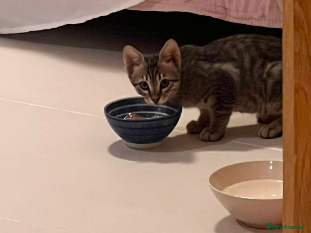Mixed Breed cats for adoption: Muji - Affectionate and Chatty Boy - Image 11