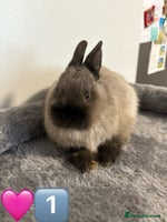 Netherland Dwarf rabbits - Advert 2