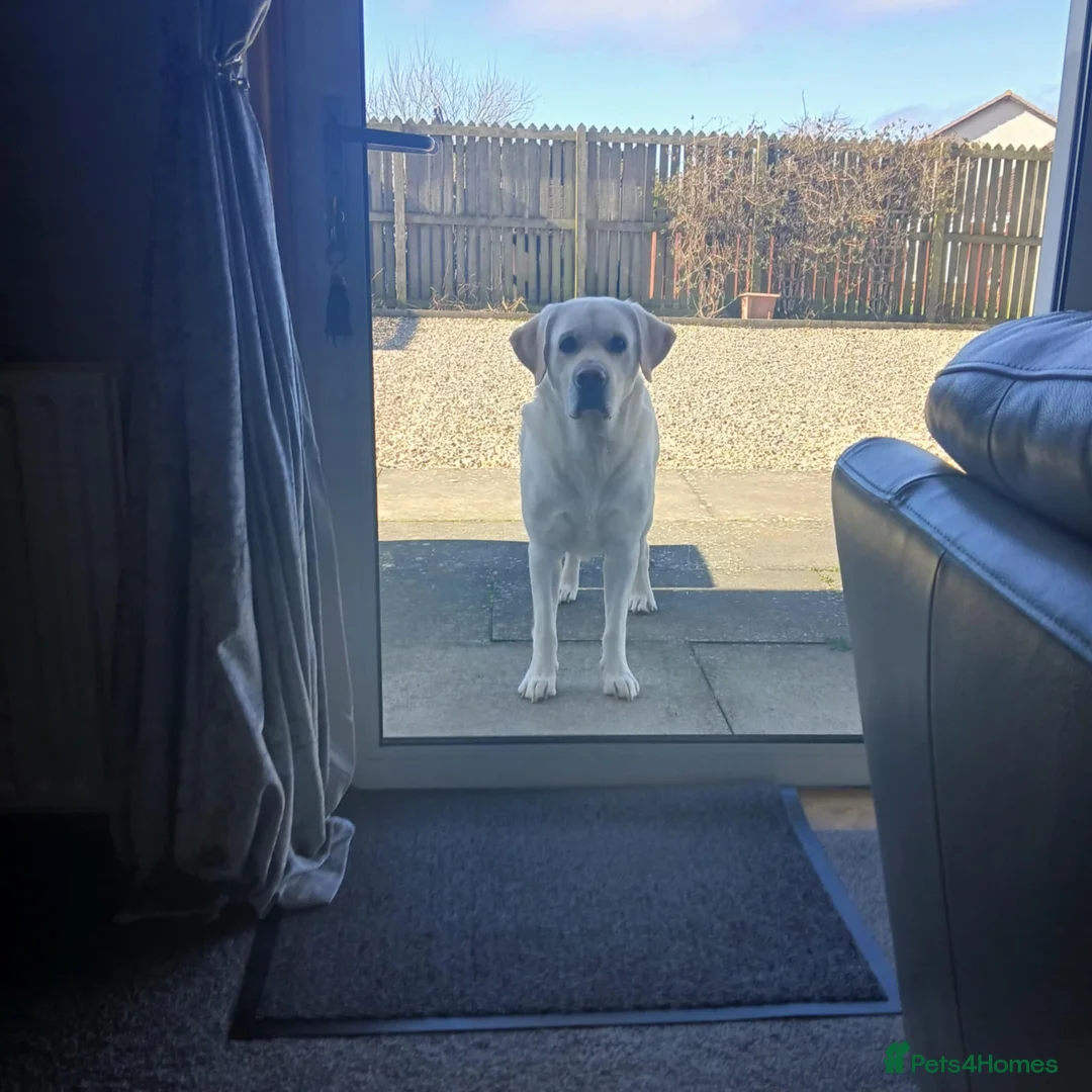 Labrador Retriever dogs for stud: KC Reg Health Tested Stud Dog in Ayr - Advert 3