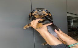 Dachshund dogs for sale: Miniature dachshund puppies - Image 11
