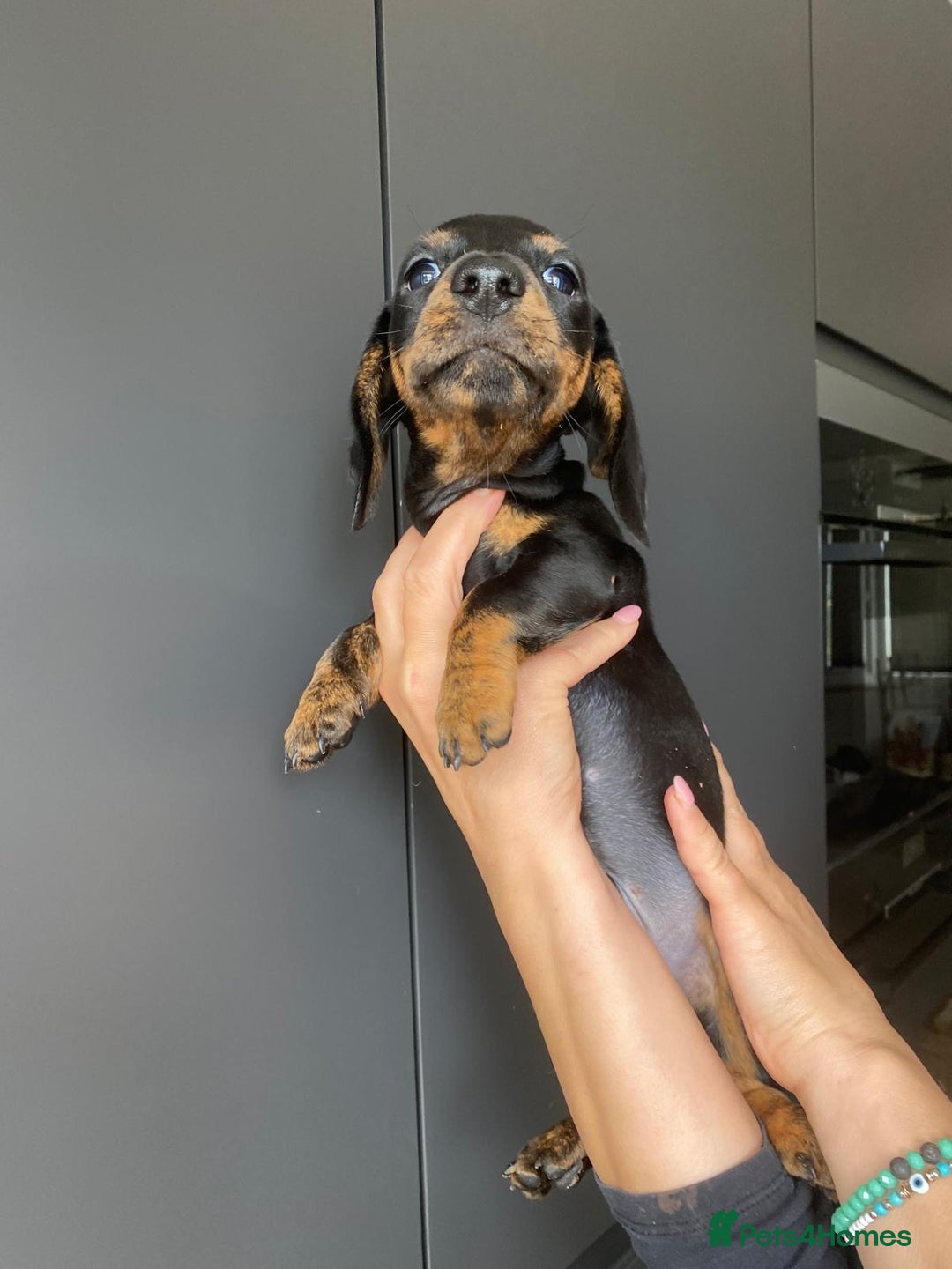 Dachshund dogs for sale: Miniature dachshund puppies - Image 11