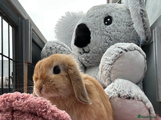 Mini Lop rabbits Mini lop for a rehome - Advert 21