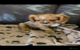 Cavalier King Charles Spaniel dogs for sale: Beautiful Cavalier King Charles Spaniel Puppies - Image 12