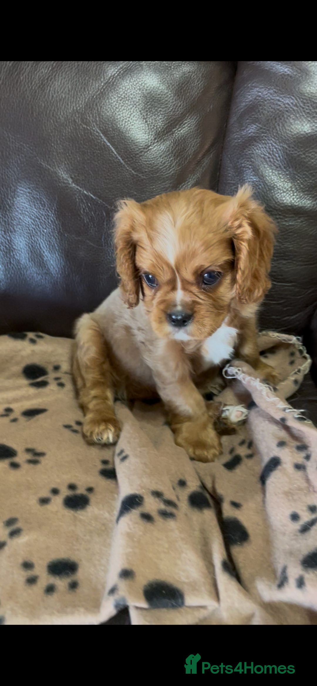 Cavalier King Charles Spaniel dogs for sale: Beautiful Cavalier King Charles Spaniel Puppies - Image 12