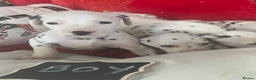 Dalmatian dogs for sale: Top quality Dalmatian puppies 5* homes  - Advert 19