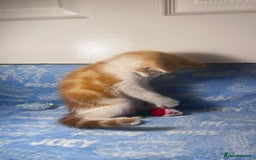 Mixed Breed cats for sale: 3 Lovely Kittens - Image 4
