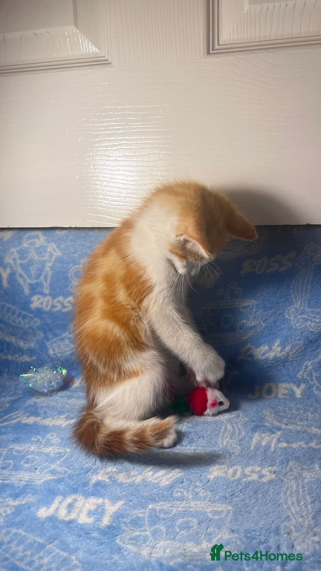 Mixed Breed cats for sale: 3 Lovely Kittens - Image 4