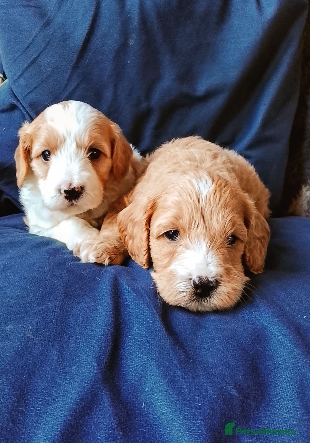 Cavapoo dogs for sale: F1b Cavapoo Puppies  - Advert 15
