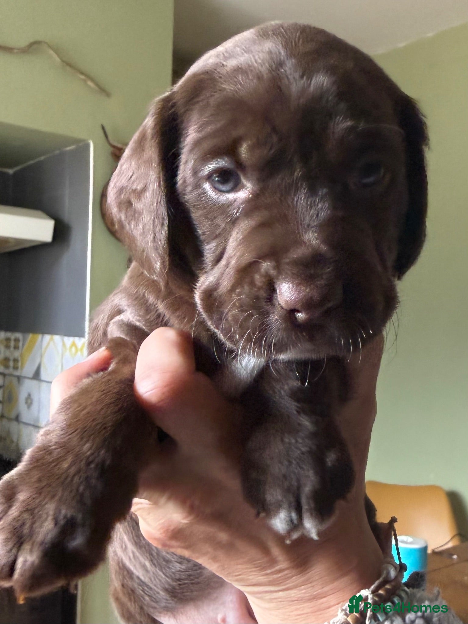 Mixed Breed dogs Patterdale Terrier × Cocker Spaniel Puppies - Advert 15