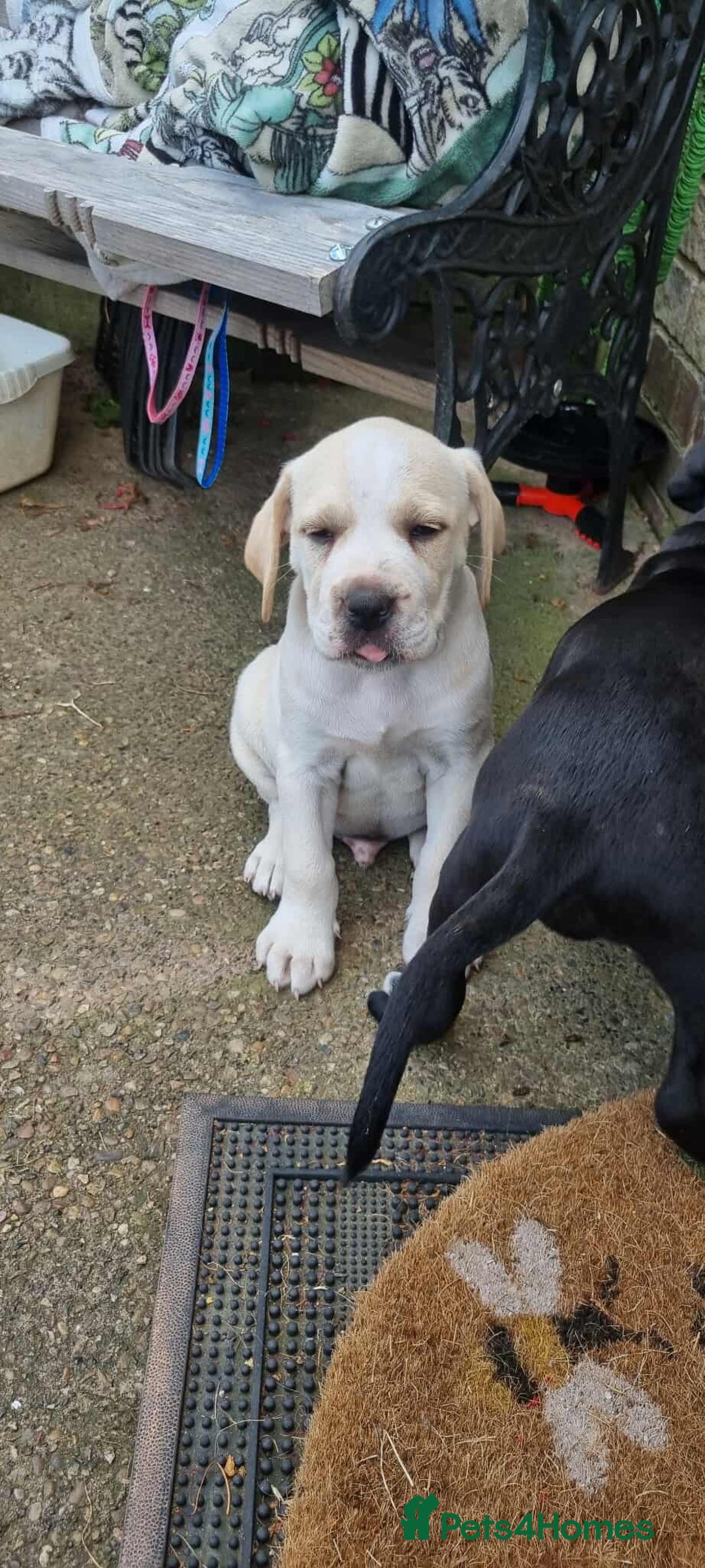 Mixed Breed dogs for sale: Ready to collect – Cane Corso puppies  - Image 18