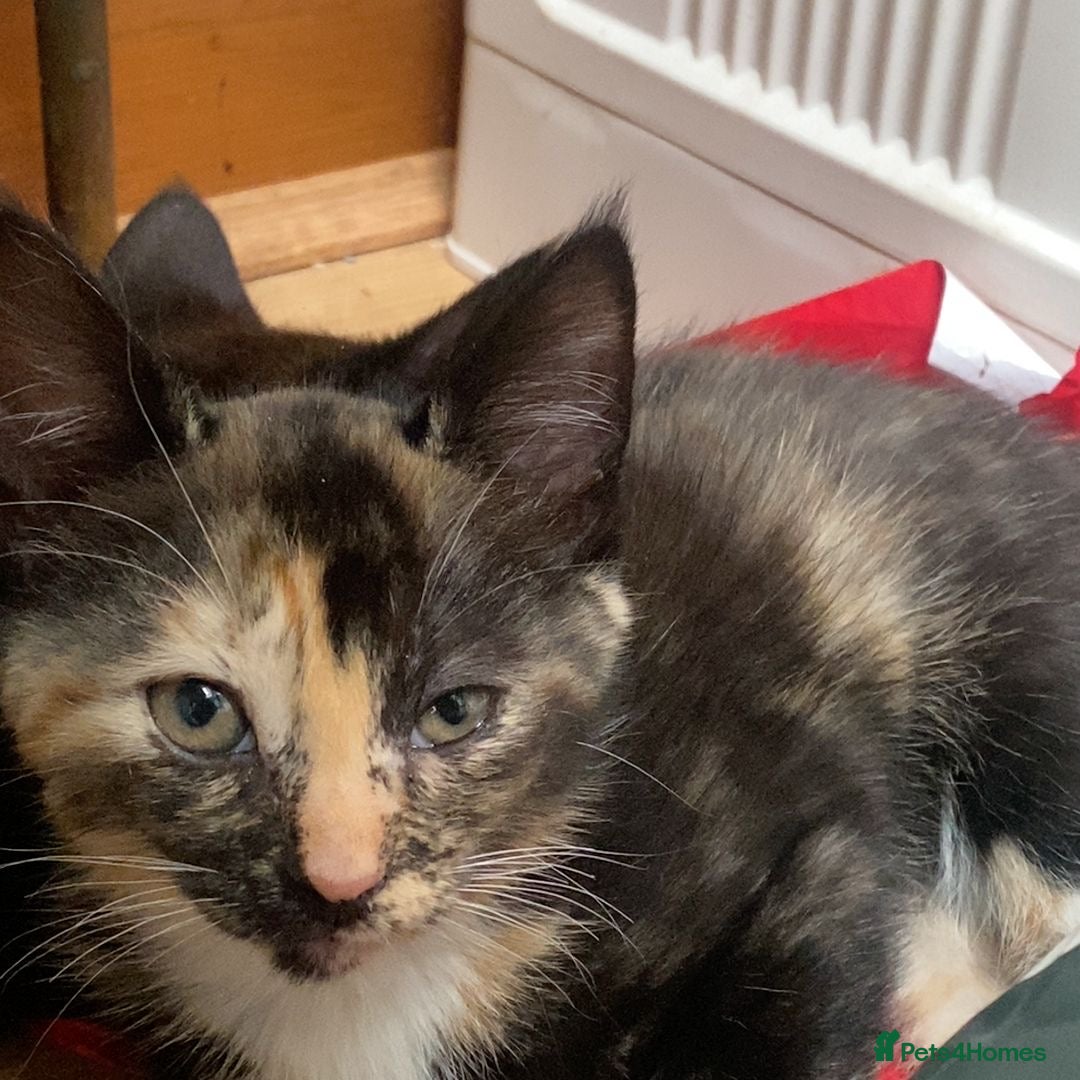 Mixed Breed cats for sale: Playful Kittens 🐾 (Please Read Description) - Image 21