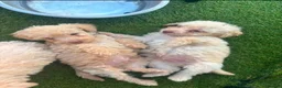 Cockapoo dogs for sale: F1b cockerpoos ready tomorrow  - Advert 12