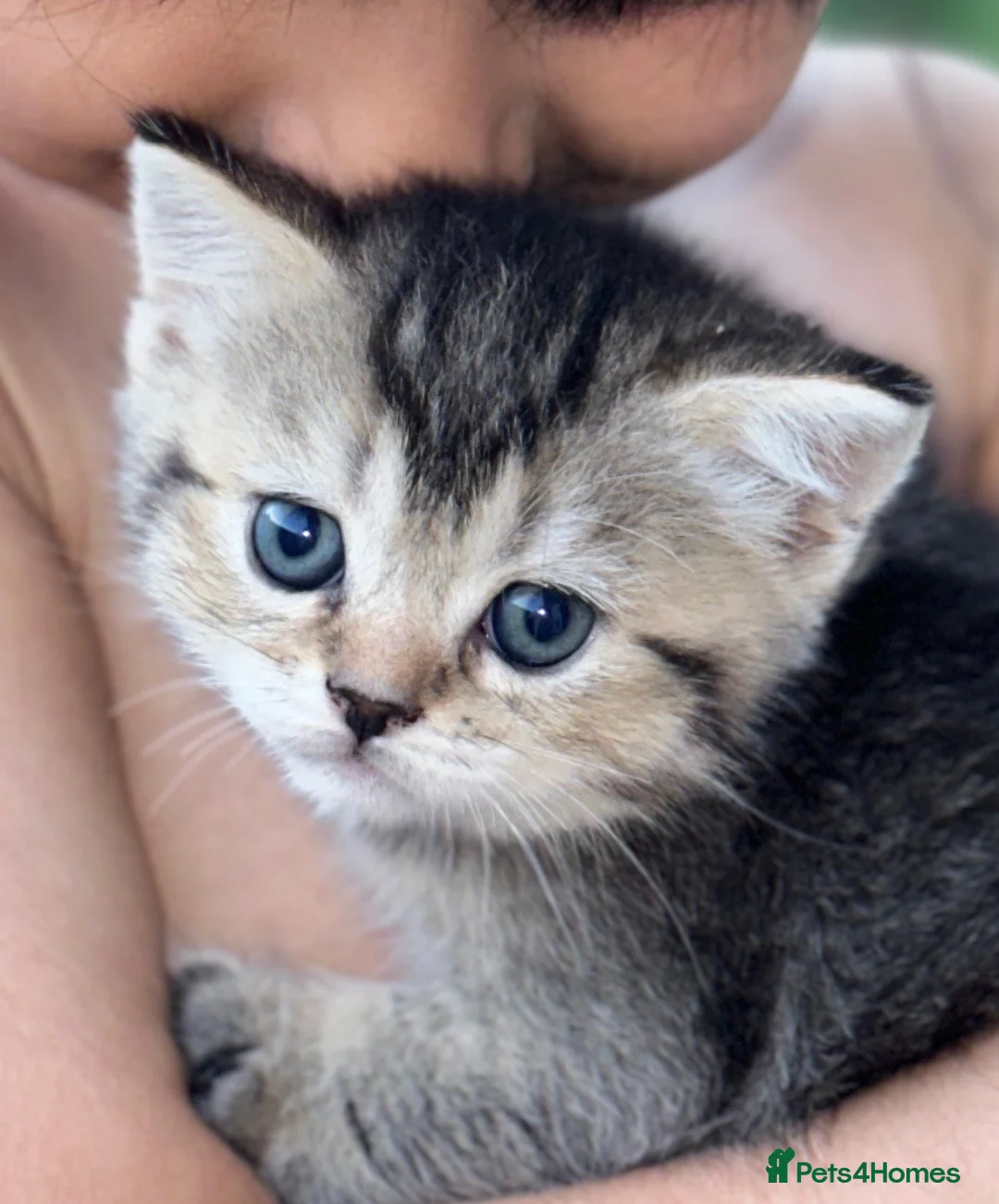 British Shorthair cats for sale: British Shorthair Kitten  - Advert 17