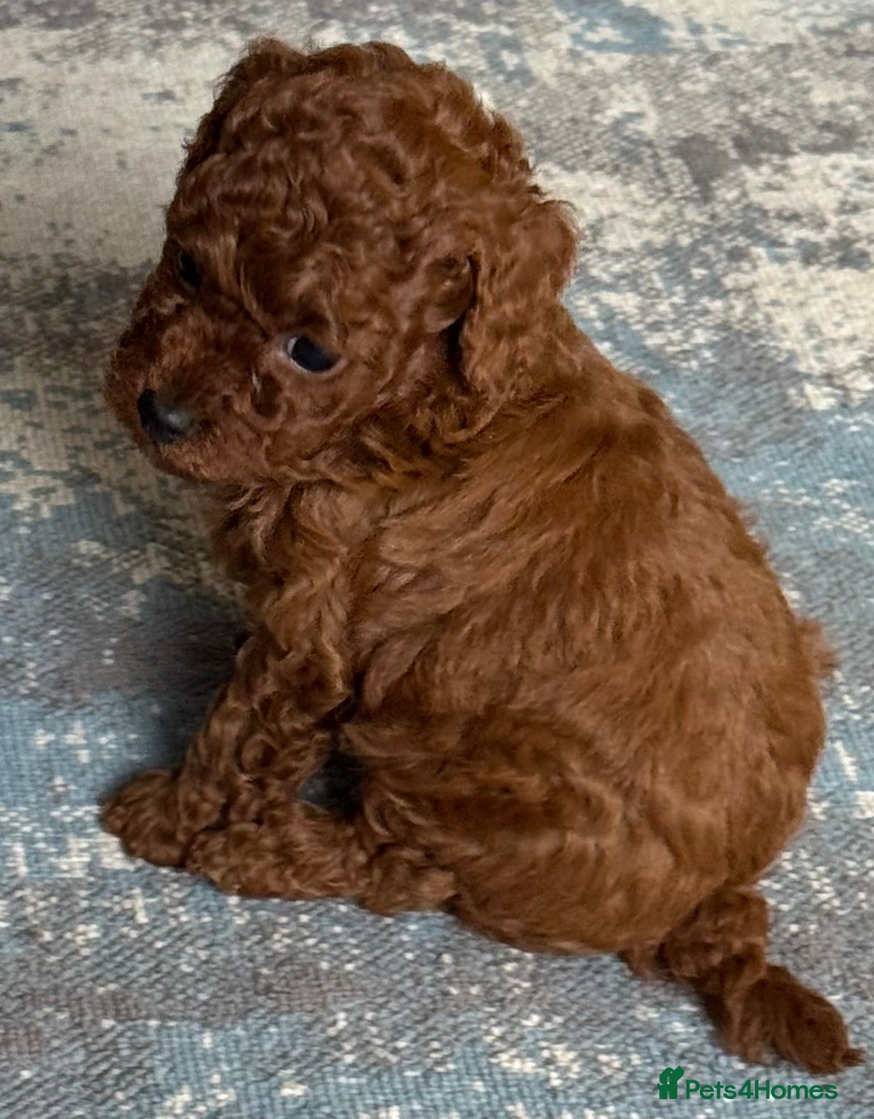 Toy Poodle dogs Asian Poodle Puppies *one male left* - Advert 2