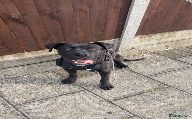 Presa Canario dogs - Advert 1