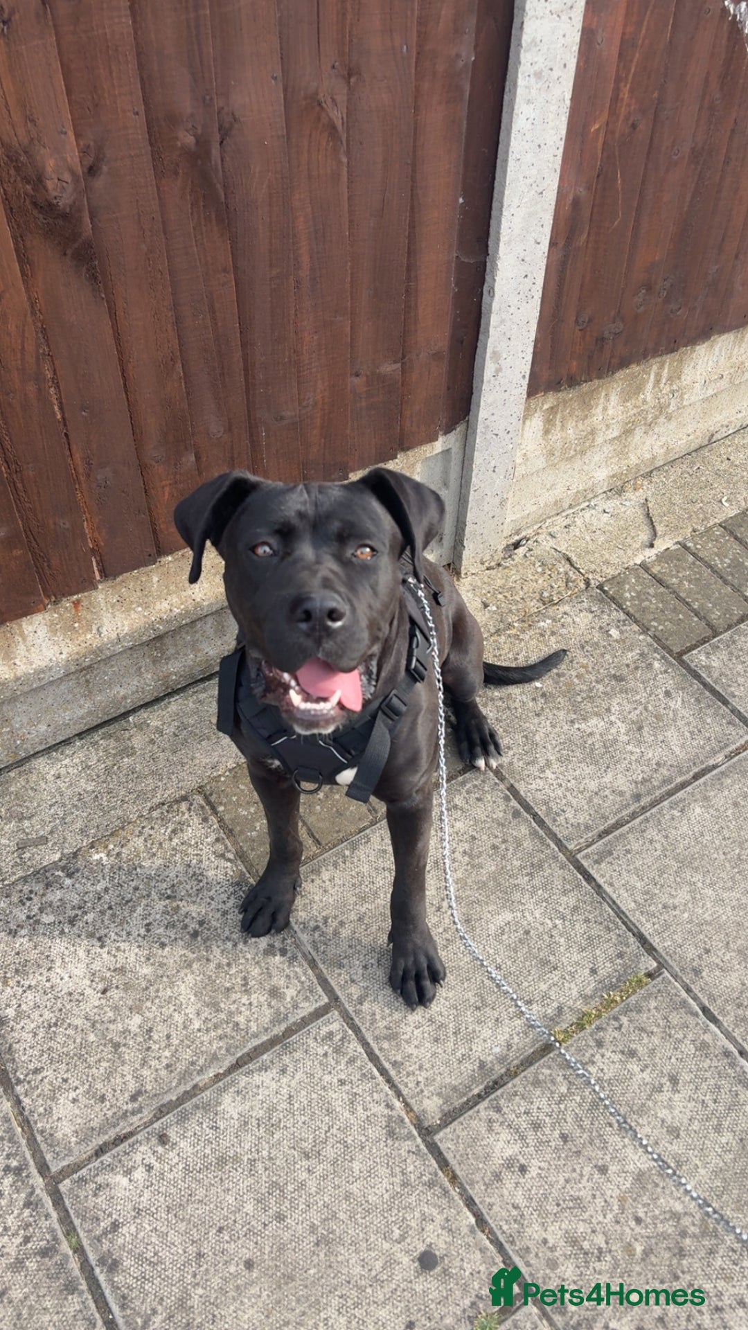 Presa Canario dogs for sale: This is lyca shes a Presa canario  - Image 1